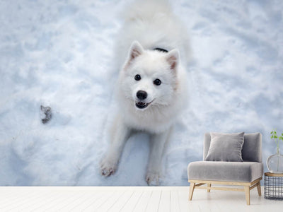 photo-wallpaper-dogs-joy-in-the-snow