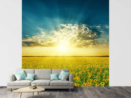 photo-wallpaper-sunflowers-in-the-evening-sun