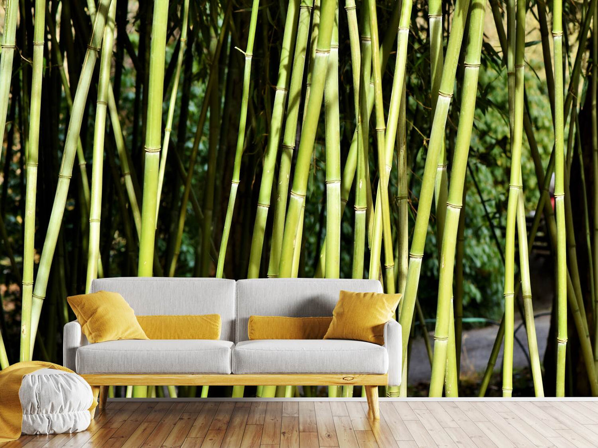 photo-wallpaper-fresh-bamboo