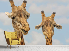 photo-wallpaper-2-giraffes