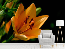 photo-wallpaper-close-up-lily-in-orange