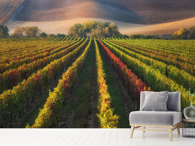 photo-wallpaper-vineyard-in-autumn-x