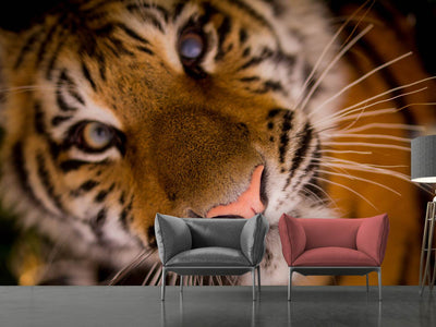 photo-wallpaper-tiger-face