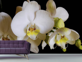 photo-wallpaper-white-orchids-in-bloom