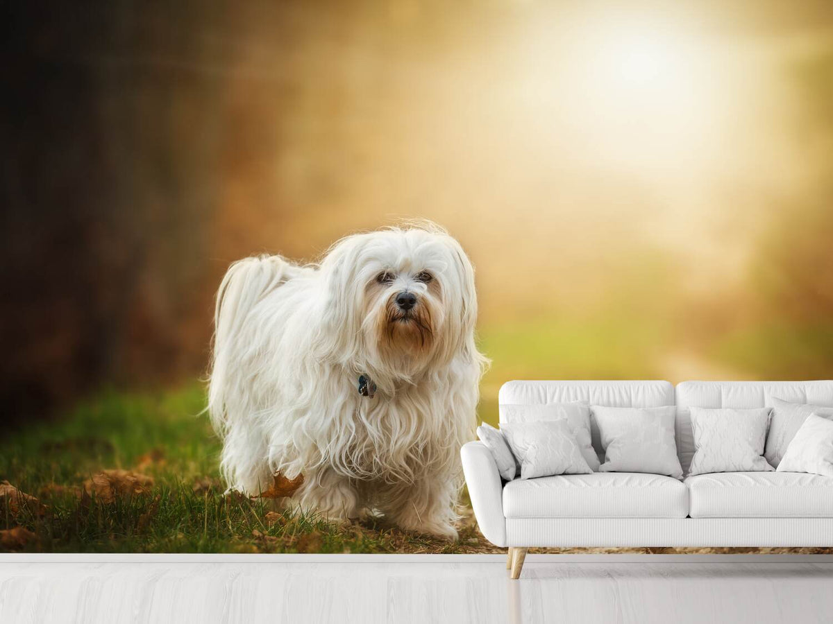 photo-wallpaper-the-havanese