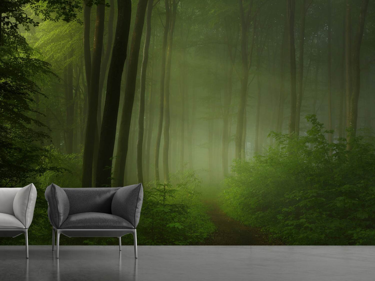 photo-wallpaper-forest-morning