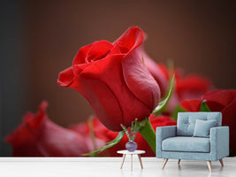 photo-wallpaper-red-rose-in-xl