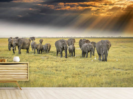 photo-wallpaper-for-the-love-of-elephants-x