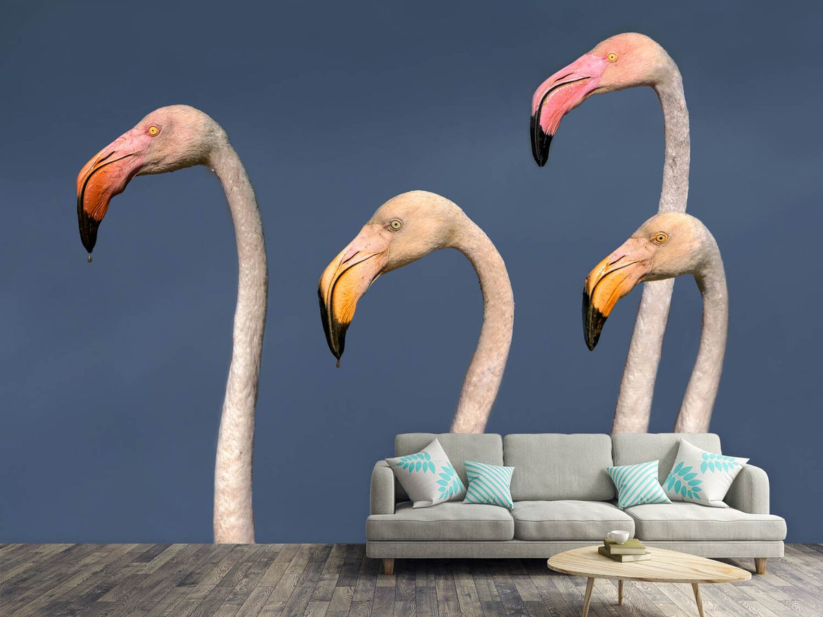 photo-wallpaper-flamingos-close-up-x