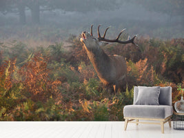 photo-wallpaper-bellowing-stag-deer-x