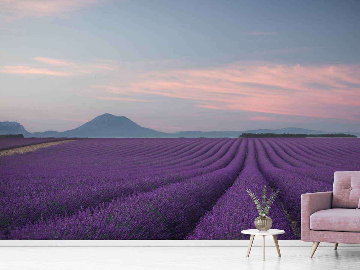 photo-wallpaper-lavender-field