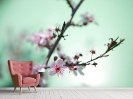 photo-wallpaper-beautiful-japanese-cherry-blossom