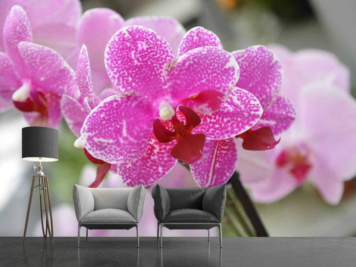 photo-wallpaper-purple-orchids-in-bloom