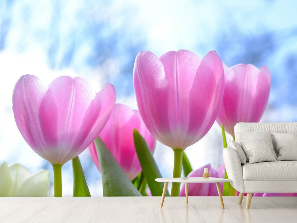 photo-wallpaper-tulips-in-nature