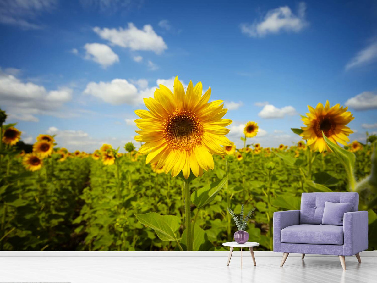 photo-wallpaper-summer-sunflowers