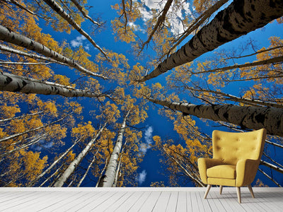 photo-wallpaper-aspen-s-fall-x