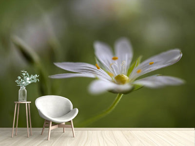 photo-wallpaper-stitchwort