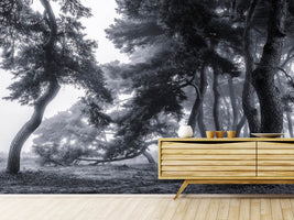 photo-wallpaper-pine-trees-dancing-in-the-fog-x