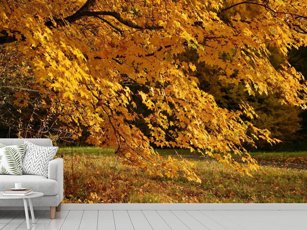 photo-wallpaper-the-magnificent-autumn-tree