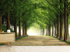 photo-wallpaper-metasequoia-road-x