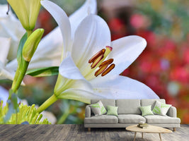 photo-wallpaper-magnificent-lily-in-white