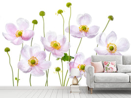 photo-wallpaper-japanese-anemones