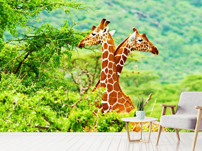 photo-wallpaper-giraffes-love