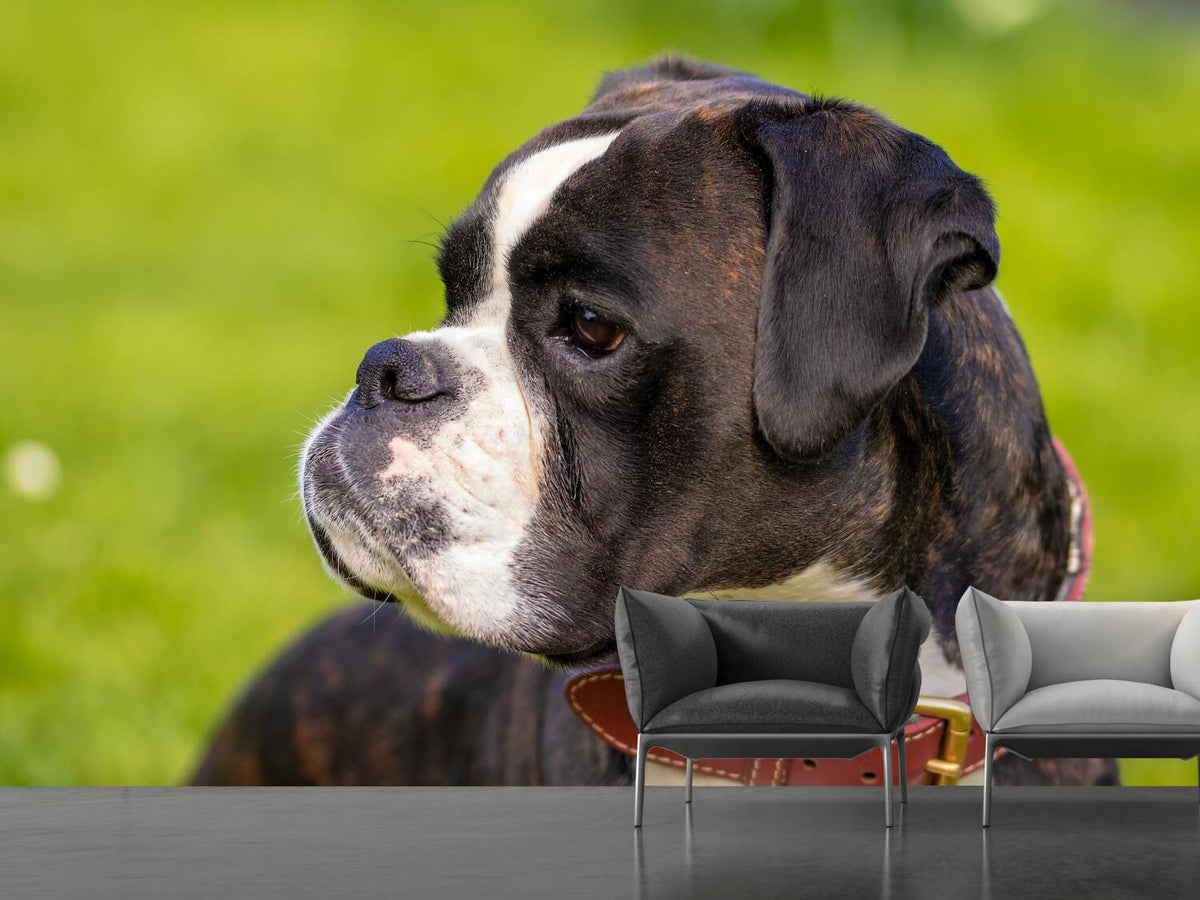 photo-wallpaper-attentive-boxer