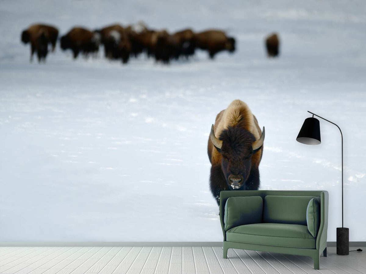 photo-wallpaper-alpha-male-bison