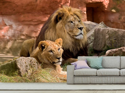 photo-wallpaper-a-lion-couple