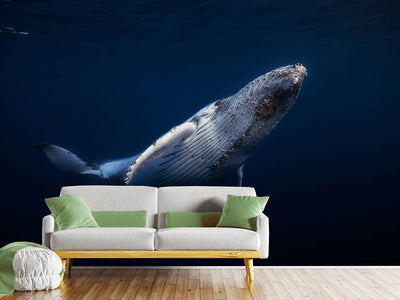 photo-wallpaper-humpback-whale-xbl