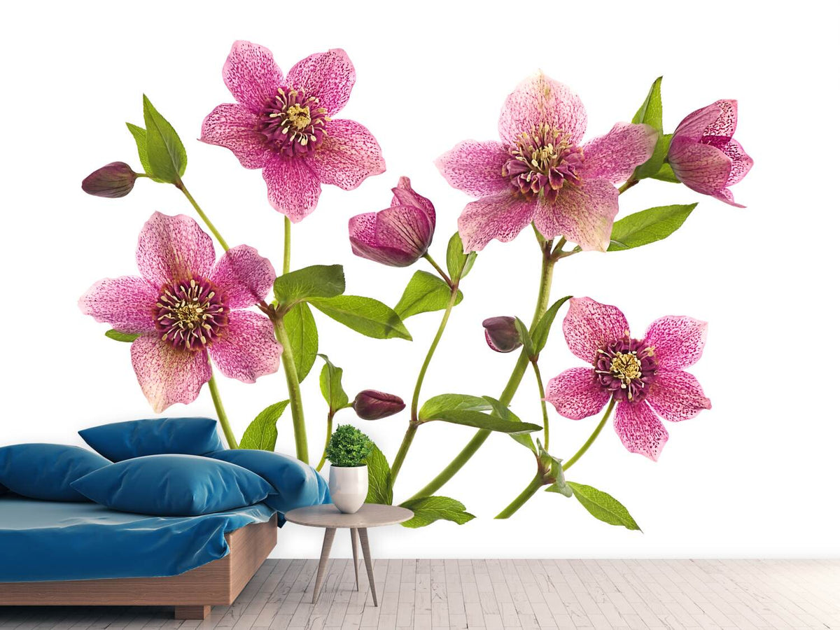 photo-wallpaper-helleborus-x-hybridus-tutu-x