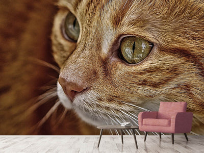 photo-wallpaper-close-up-cat39s-head