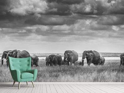 photo-wallpaper-elephant-family-xip