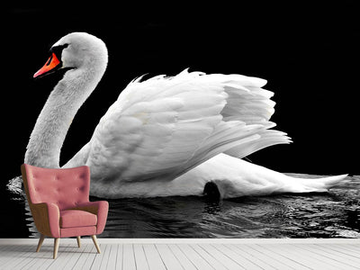 photo-wallpaper-the-graceful-swan