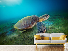 photo-wallpaper-green-turtle