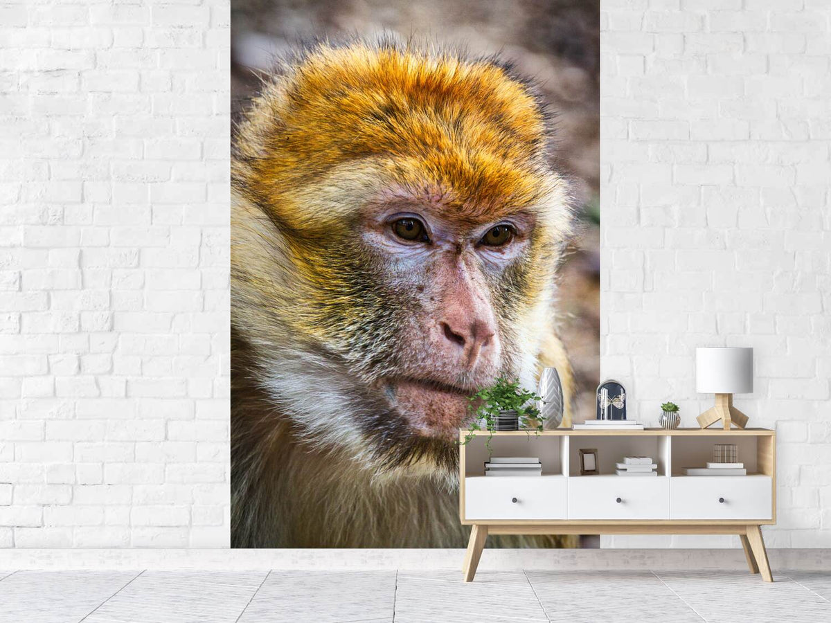 photo-wallpaper-the-barbary-macaque