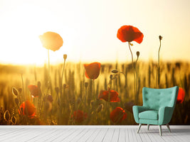 photo-wallpaper-poppy-in-the-sunset