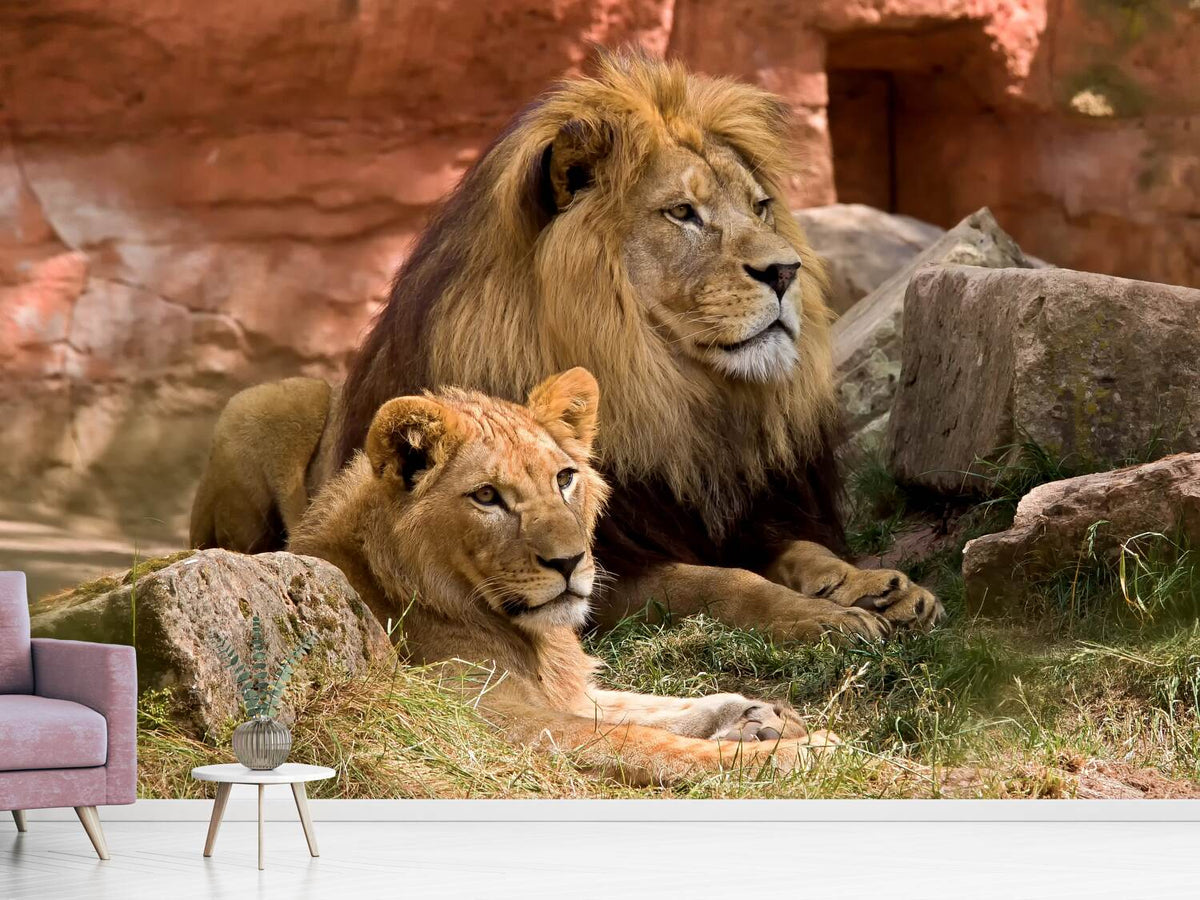 photo-wallpaper-a-lion-couple