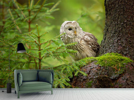 photo-wallpaper-ural-owl-x