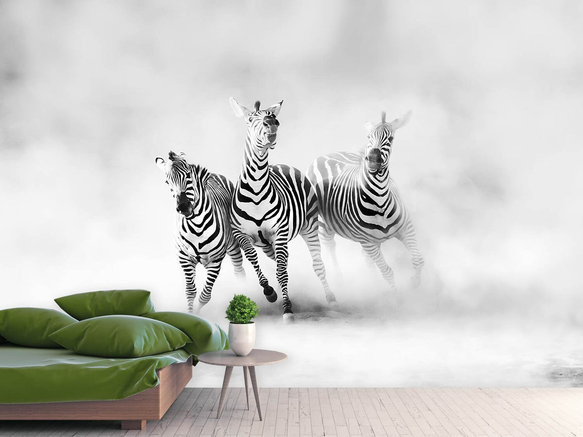 photo-wallpaper-zebras