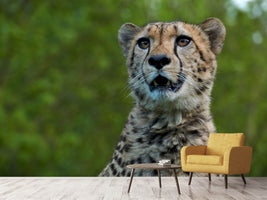 photo-wallpaper-watchful-cheetah