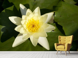 photo-wallpaper-the-water-lily-in-yellow