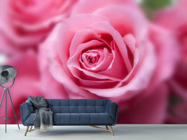 photo-wallpaper-roses-macro