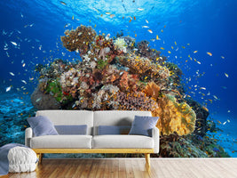 photo-wallpaper-underwater-biodiversity-x