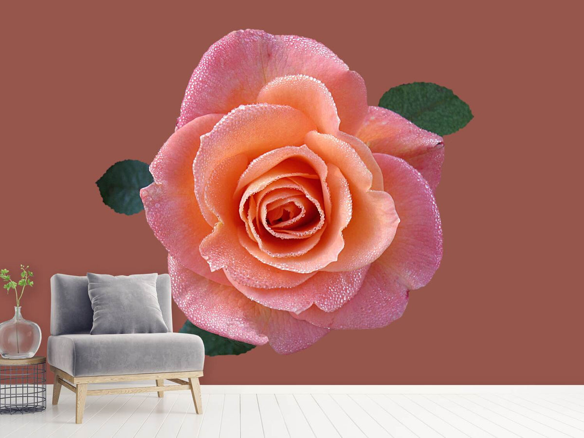 photo-wallpaper-rose-in-apricot-xxl