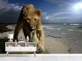 photo-wallpaper-a-lioness-on-the-beach