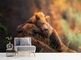 photo-wallpaper-bear-portrait-x