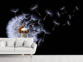 photo-wallpaper-dandelion-blowing