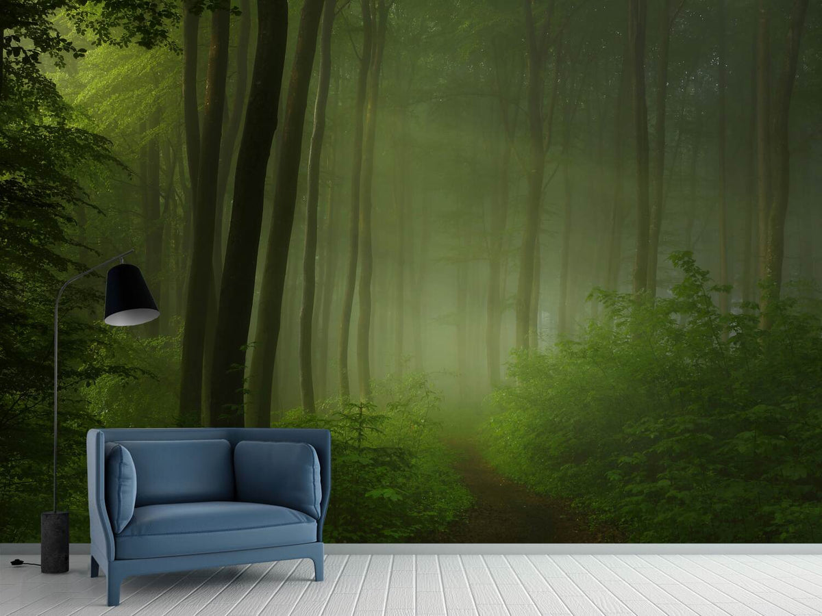 photo-wallpaper-forest-morning